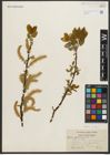 Foto von Salix pyrifolia Andersson